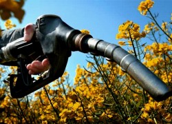 В Украине планируют создать биржу торговли биотопливом — Гелетуха
