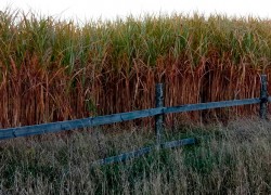 На Житомирщині вирощують міскантус, який може стати альтернативою природному газу