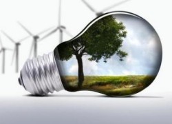 Французы будут выращивать энергетический тополь на Львовщине