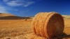На Полтавщине построят котельную на соломе за $2 млн