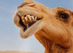 Дубай став для російської нафти «новою Женевою»