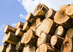 Біржова торгівля деревиною в Україні розвивається та виходить на новий рівень
