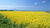 Депутат придумал, как стимулировать производство биотоплива в Украине