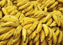 Ученые хотят производить биотопливо из бананов