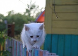 Чудеса эквилибристики