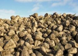 Сахарная свекла поможет Украине уменьшить потребление природного газа