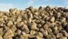 Сахарная свекла поможет Украине уменьшить потребление природного газа