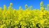 Украина стремительно развивает ВИЭ