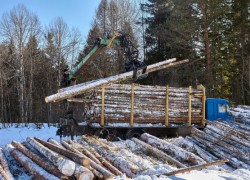 На УЕБ відсоток виконання договорів купівлі-продажу деревини зростає